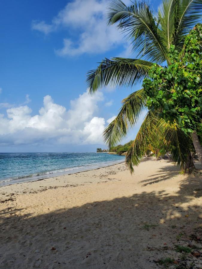 Villa L'Anjou Creole A Sainte Anne En Guadeloupe Avec Piscine Privee Et 2 Chambres Pour 4 Personnes 外观 照片